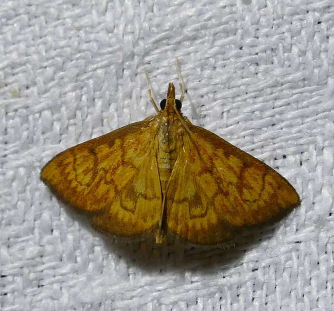 Ecpyrrhorrhoe rubiginalis - rozsdavörös tűzmoly