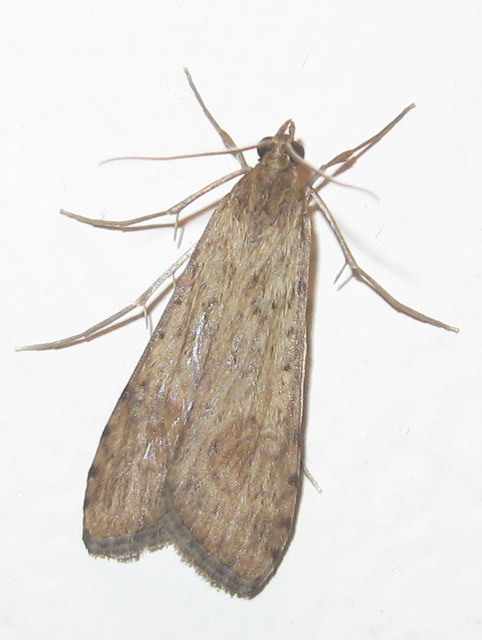 Nomophila noctuella - közönséges vándormoly