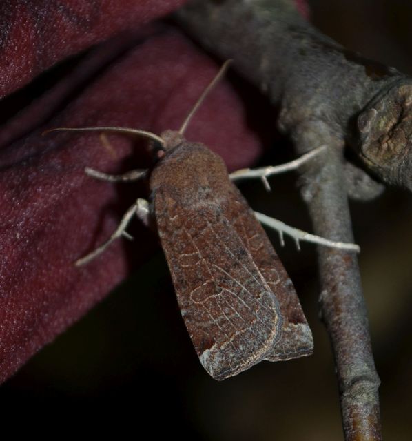 Conistra veronicae - veronika-őszibagoly