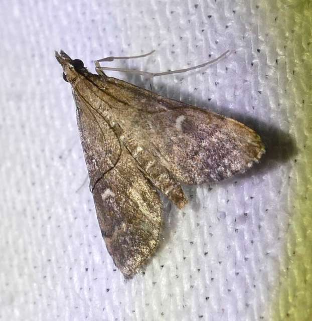 Dolicharthria punctalis - hosszúlábú tűzmoly
