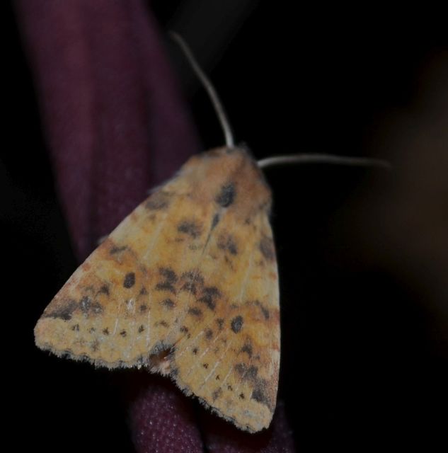 Cirrhia gilvago - foltos sárgabagoly