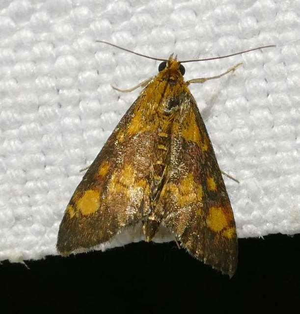 Pyrausta aurata - aranyló bíbormoly