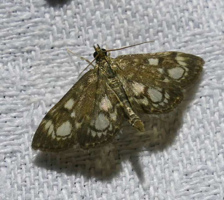 Anania coronata - koronás dudvamoly