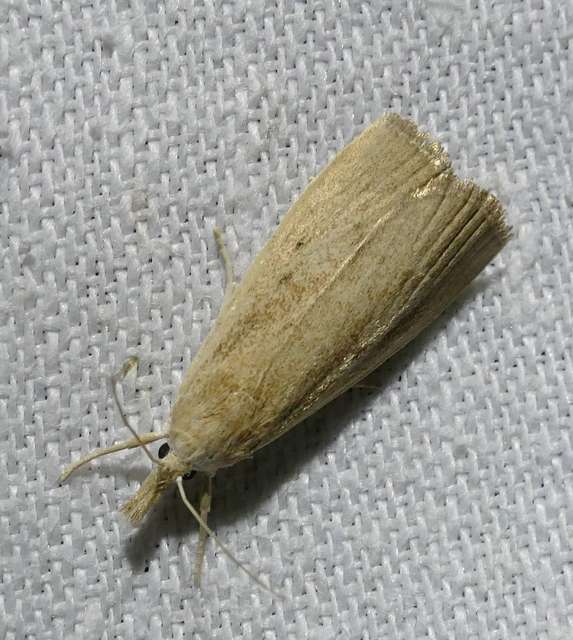 Calamotropha paludella - barna nádlevélmoly