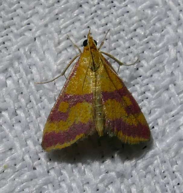Pyrausta sanguinalis/virginalis