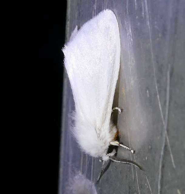 Hyphantria cunea - amerikai fehér medvelepke