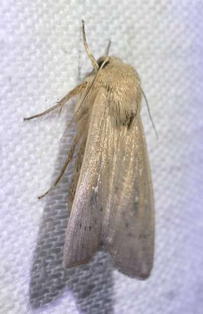 Leucania obsoleta - pontozott rétibagoly
