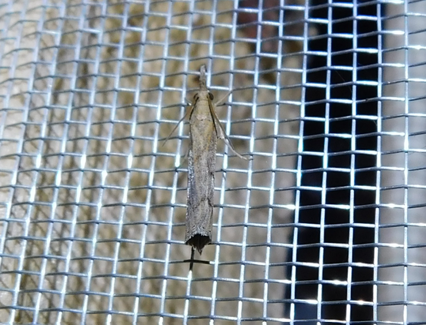 Pediasia contaminella - mocskos fűgyökérmoly