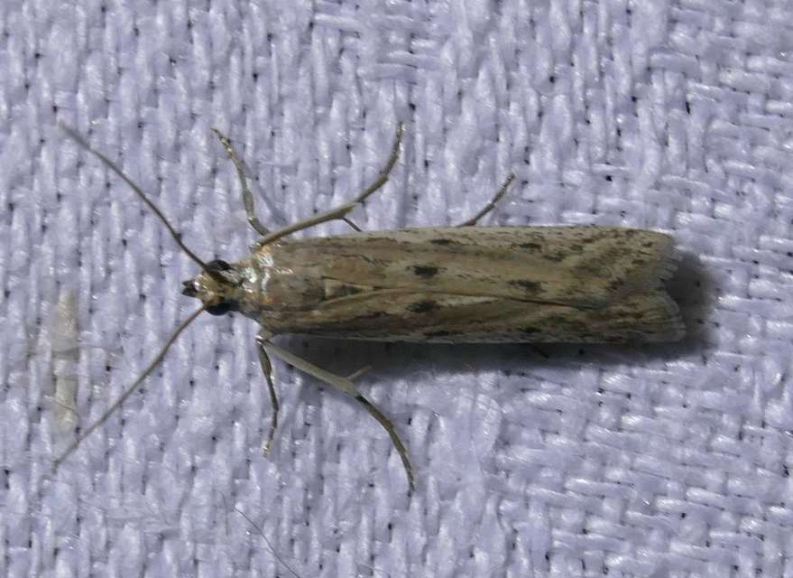 Homoeosoma nebulella - napraforgómoly