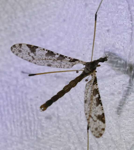 Limnophila pictipennis