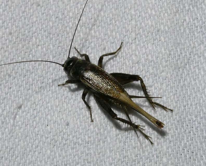 Eumodicogryllus bordigalensis - bordói tücsök