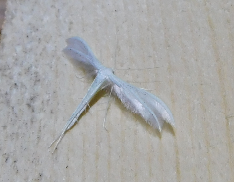 Pterophorus pentadactyla - fehér tollasmoly