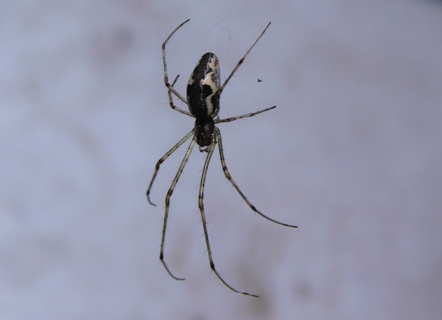 Tetragnatha