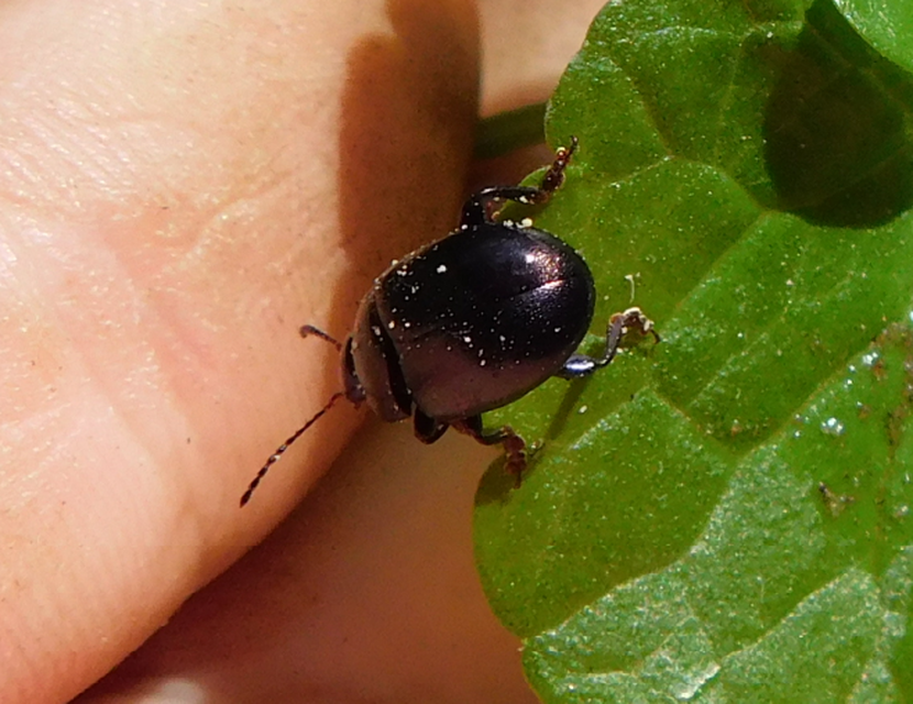 Chrysolina sturmi - vöröslábú levelész
