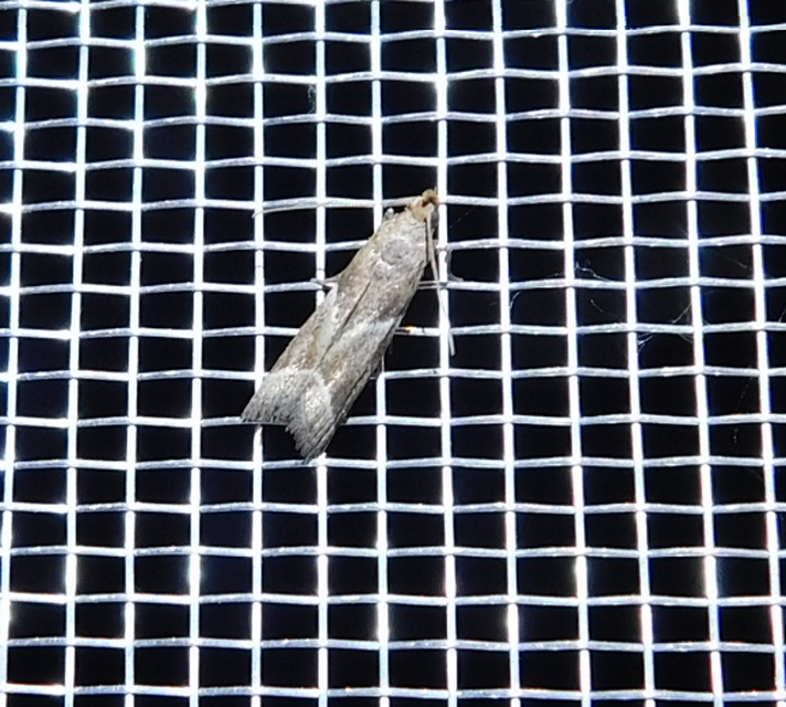 Nyctegretis lineana - agátszínű karcsúmoly