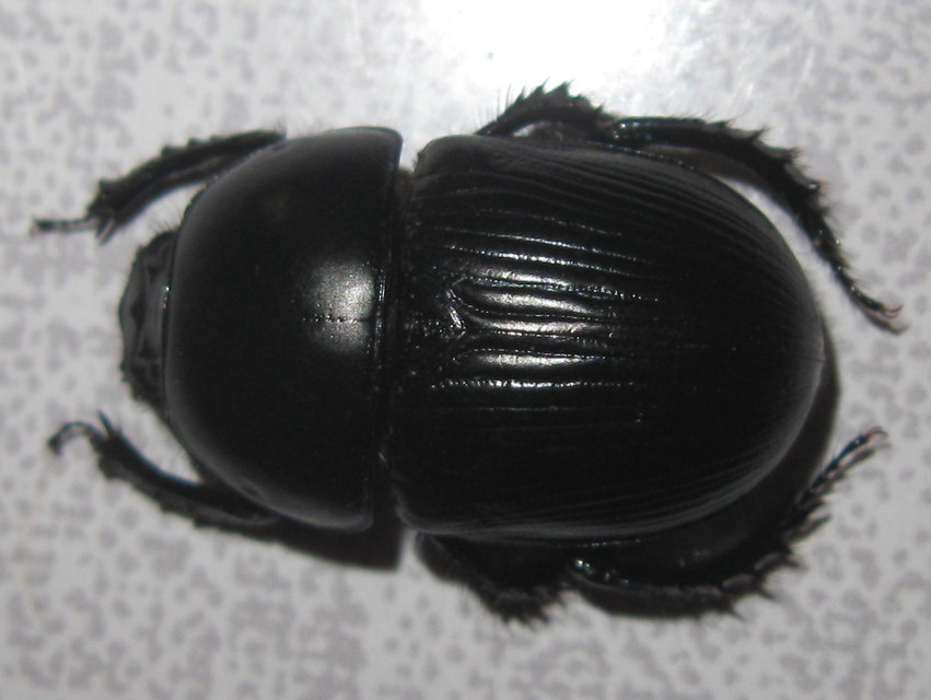 Geotrupes spiniger - közönséges álganéjtúró