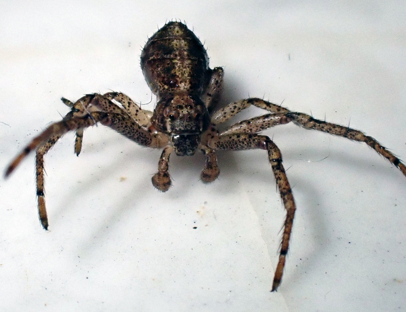 Tmarus
