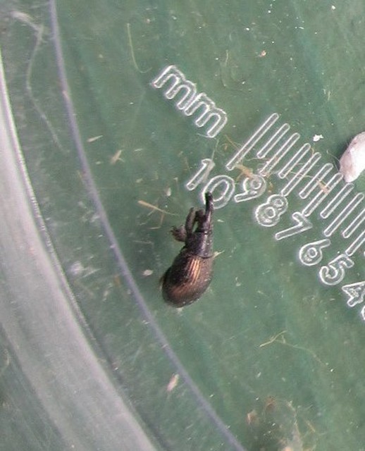 Aspidapion