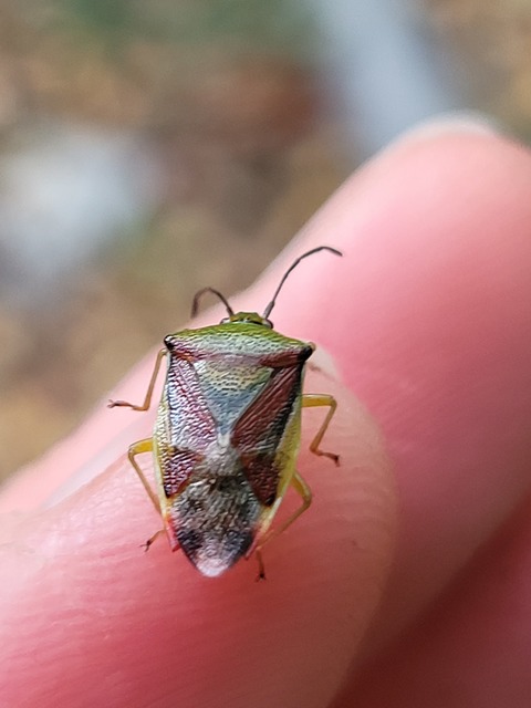 Elasmostethus interstinctus - pirostarka dajkapoloska