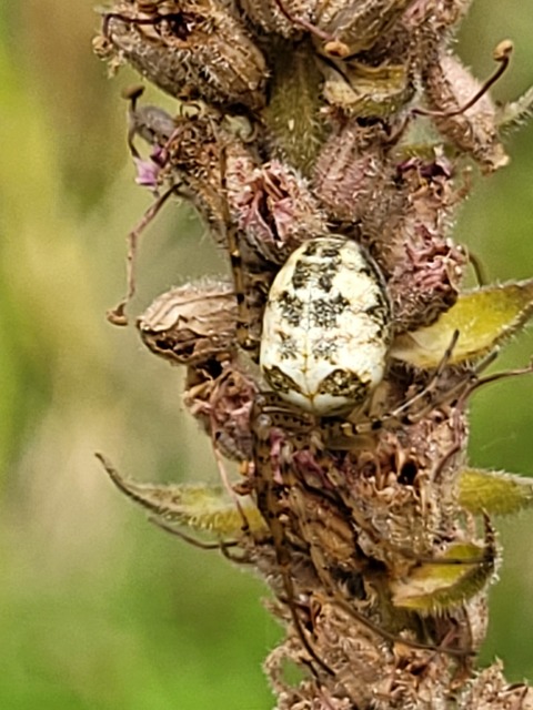 Metellina segmentata/mengei