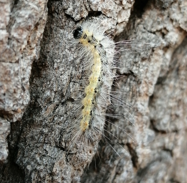 Hyphantria cunea - amerikai fehér medvelepke