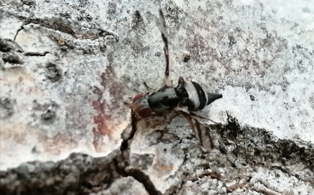Myennis octopunctata