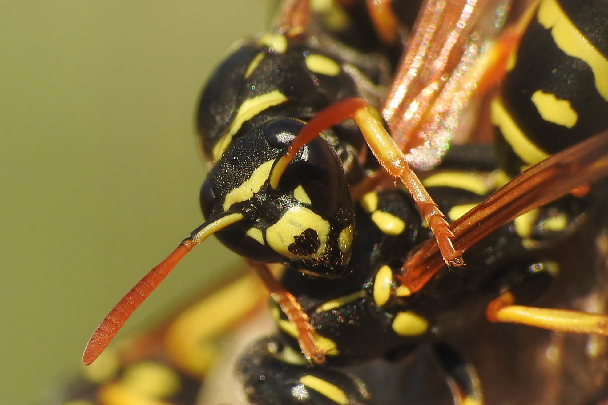 Polistes bischoffi