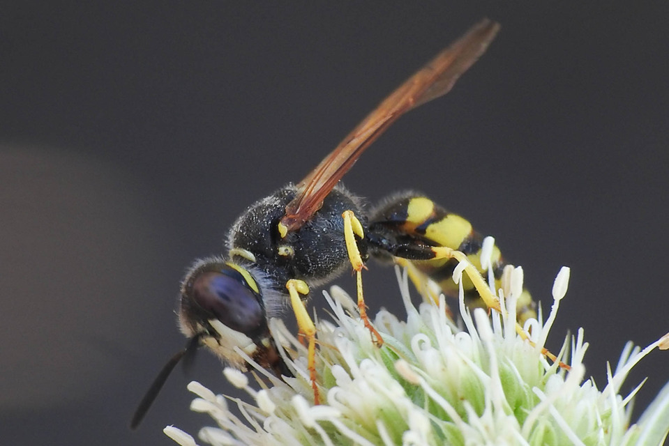 Philanthus triangulum - közönséges méhfarkas