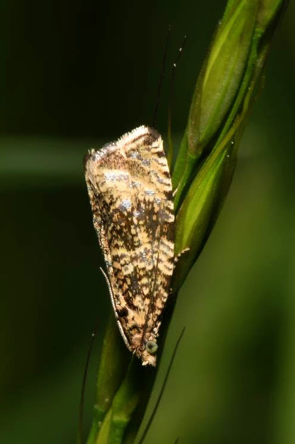 Celypha lacunana - vízparti tükrösmoly