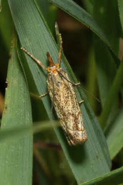 Thisanotia chrysonuchella - tavaszi fűgyökérmoly
