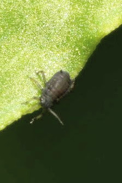 Aphididae - valódi levéltetvek