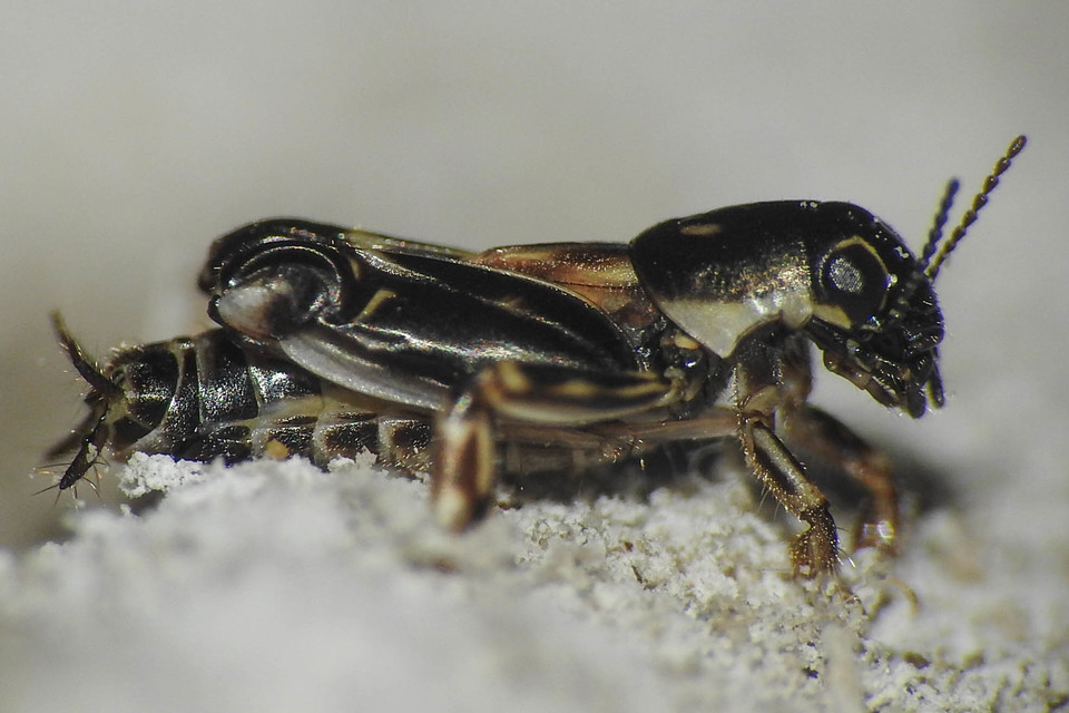 Xya variegata - tarka ásósáska