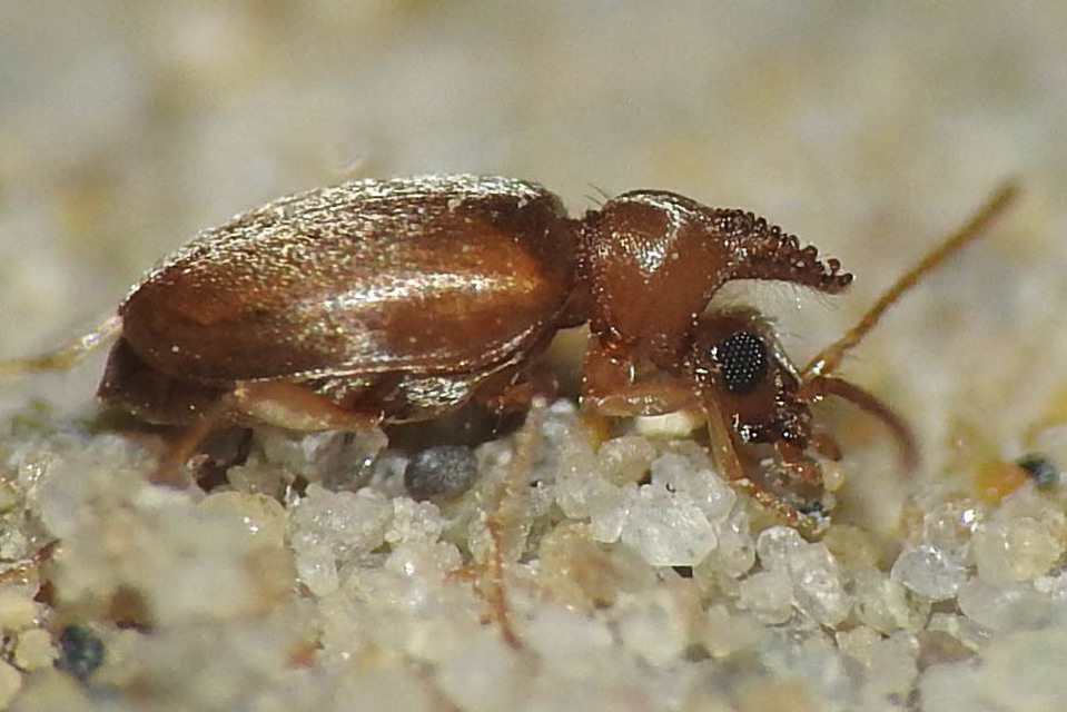 Mecynotarsus serricornis - kis nyakszarvúbogár