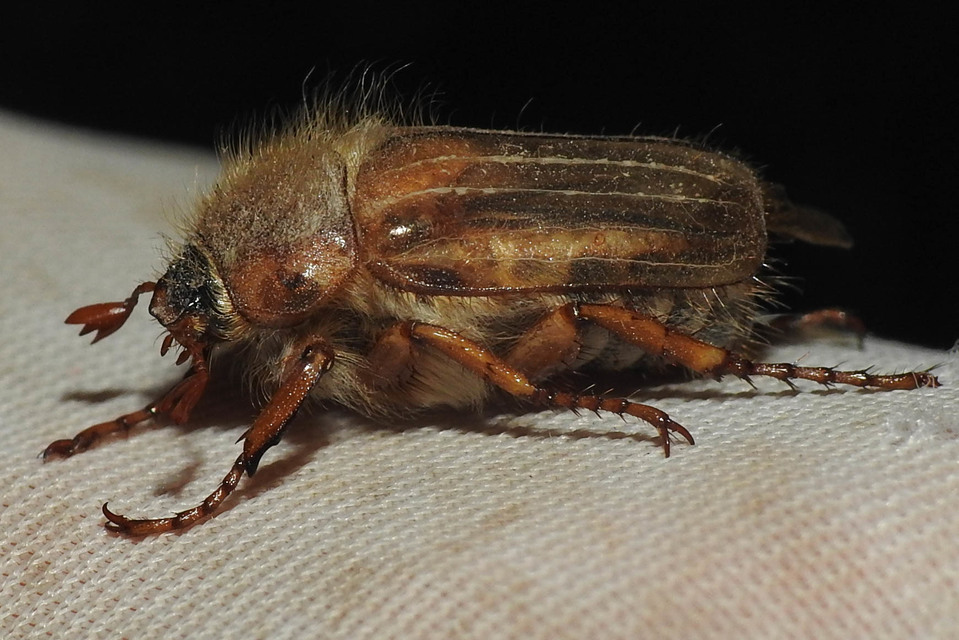 Amphimallon solstitiale - bordás sárgacserebogár
