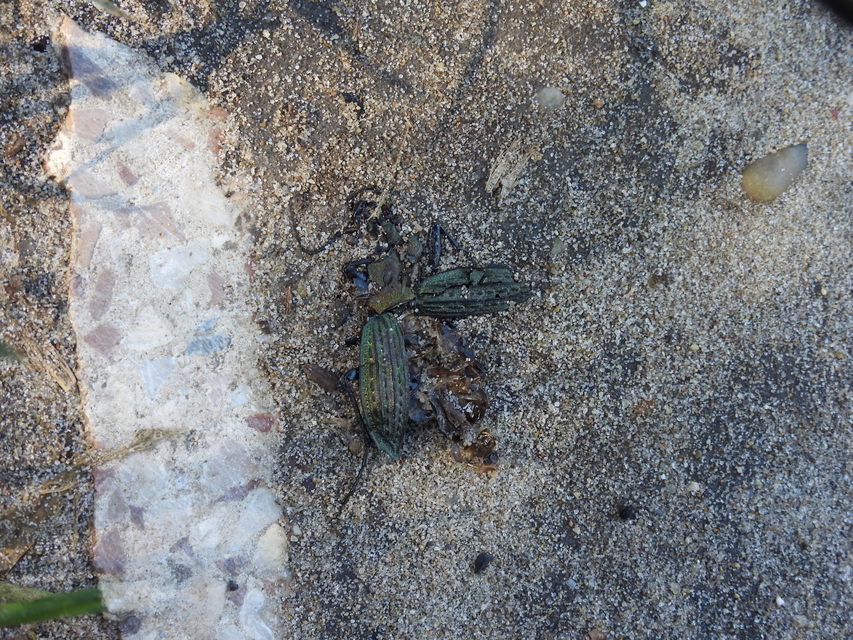 Carabus cancellatus - ragyás futrinka