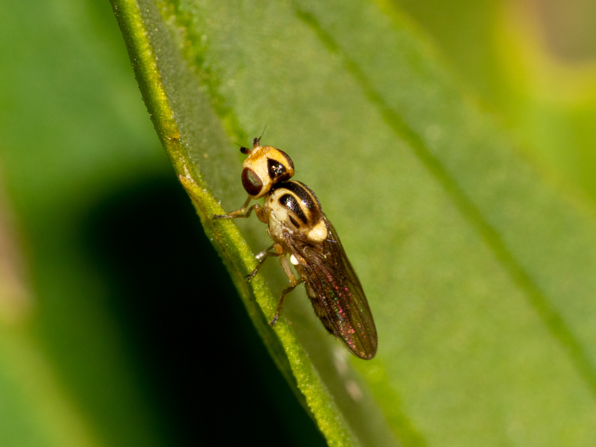 Chloropidae - gabonalegyek