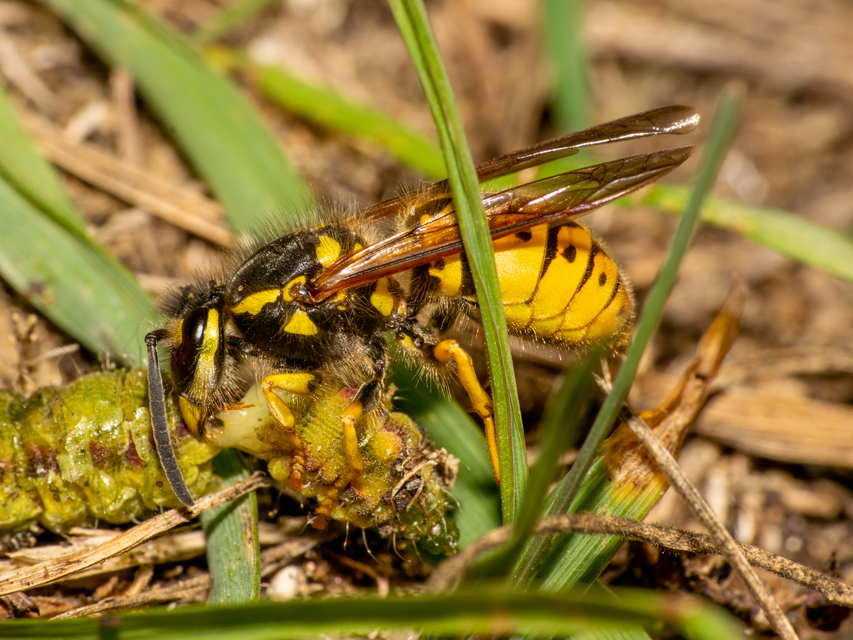 Vespula germanica - német darázs