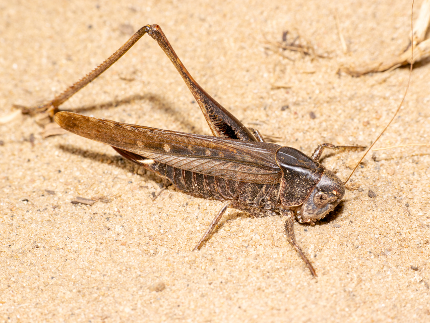 Platycleis affinis - púposhasú rétiszöcske
