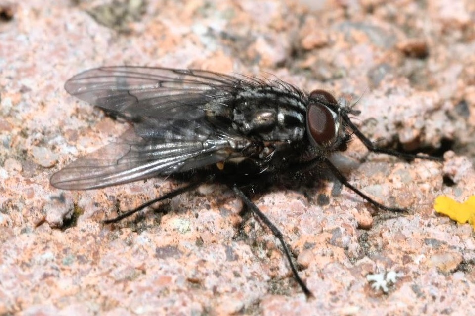 Helina evecta