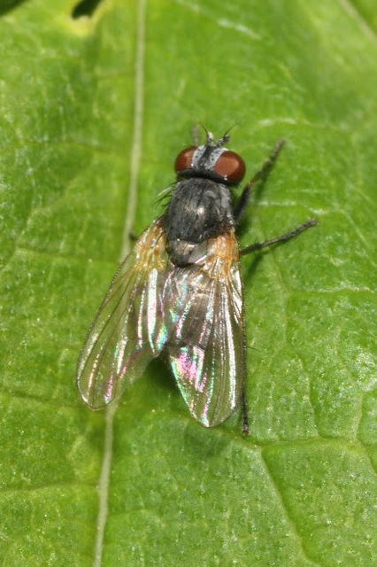 Fannia