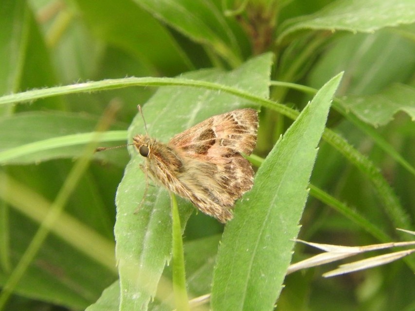 Carcharodus alceae - mályva-busalepke