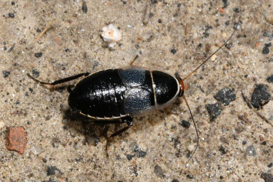 Phyllodromica megerlei - pontozott avarcsótány