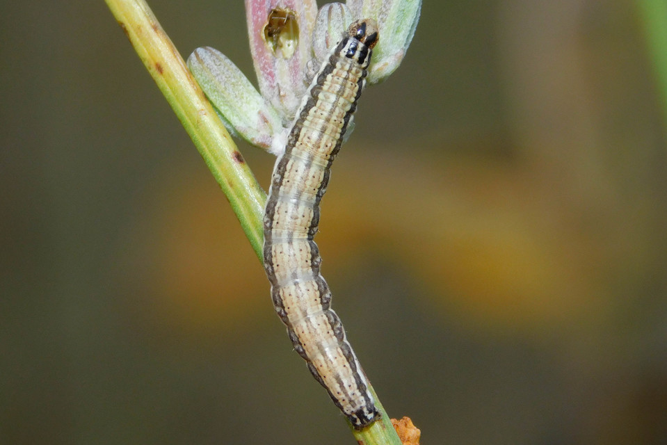 Schinia cognata - nyúlparéj-nappalibagoly