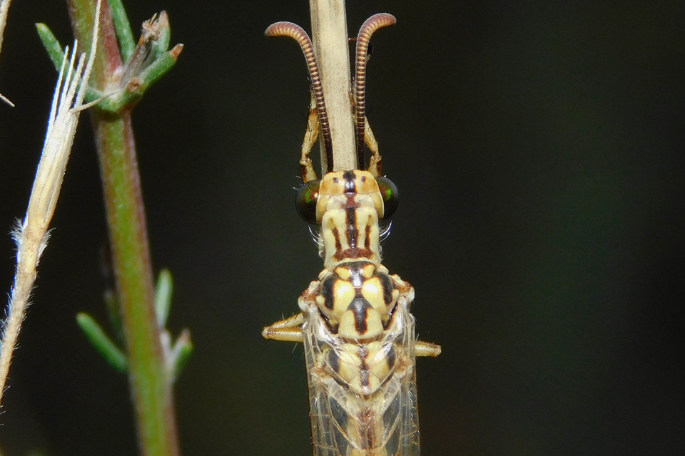 Myrmecaelurus trigrammus - hangyafarkas