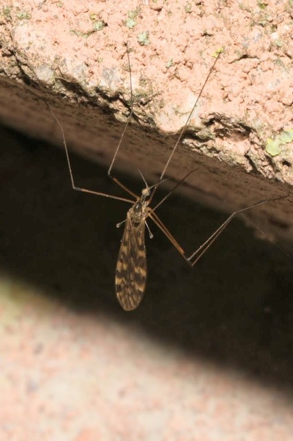 Limonia flavipes