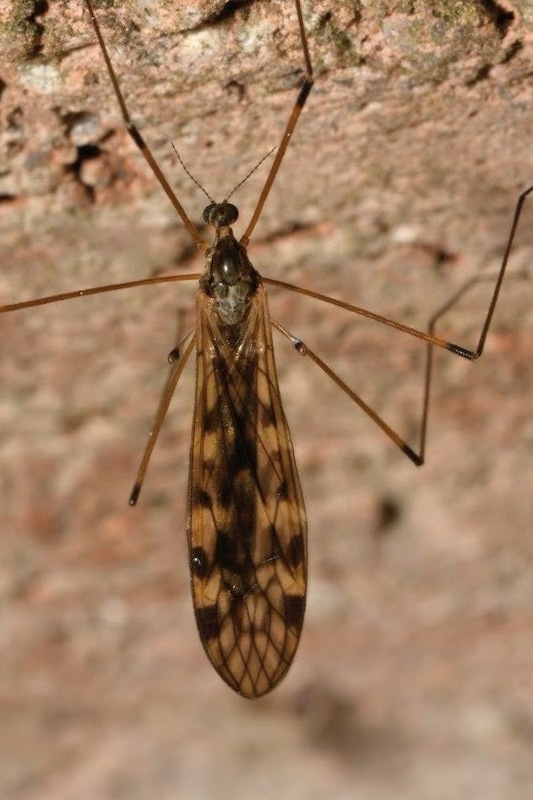 Limonia flavipes