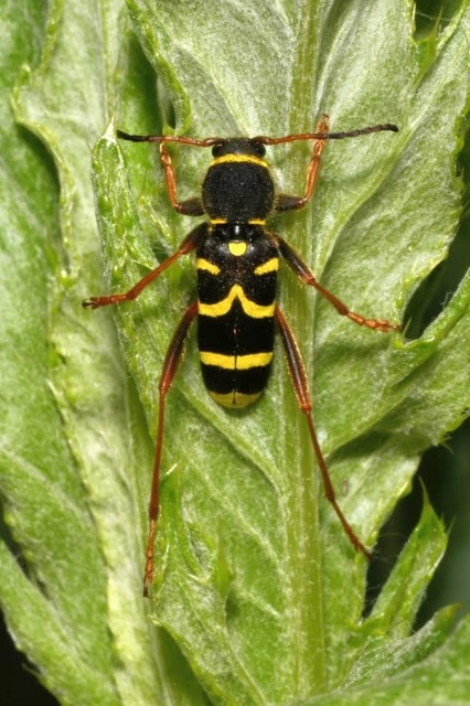 Clytus arietis - közönséges darázscincér