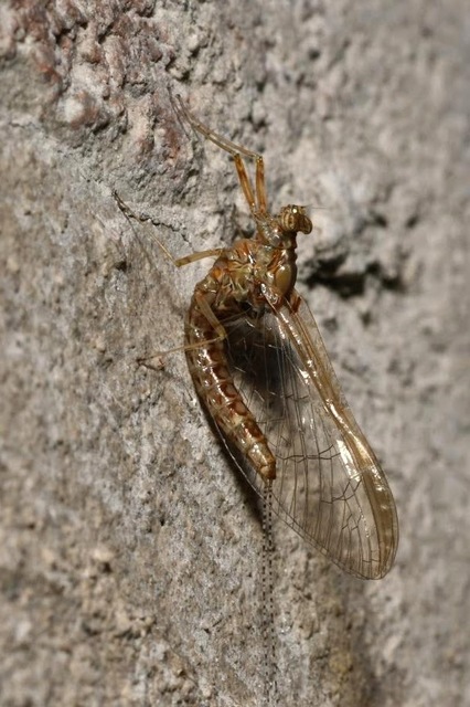 Cloeon dipterum - elevenszülő kérész