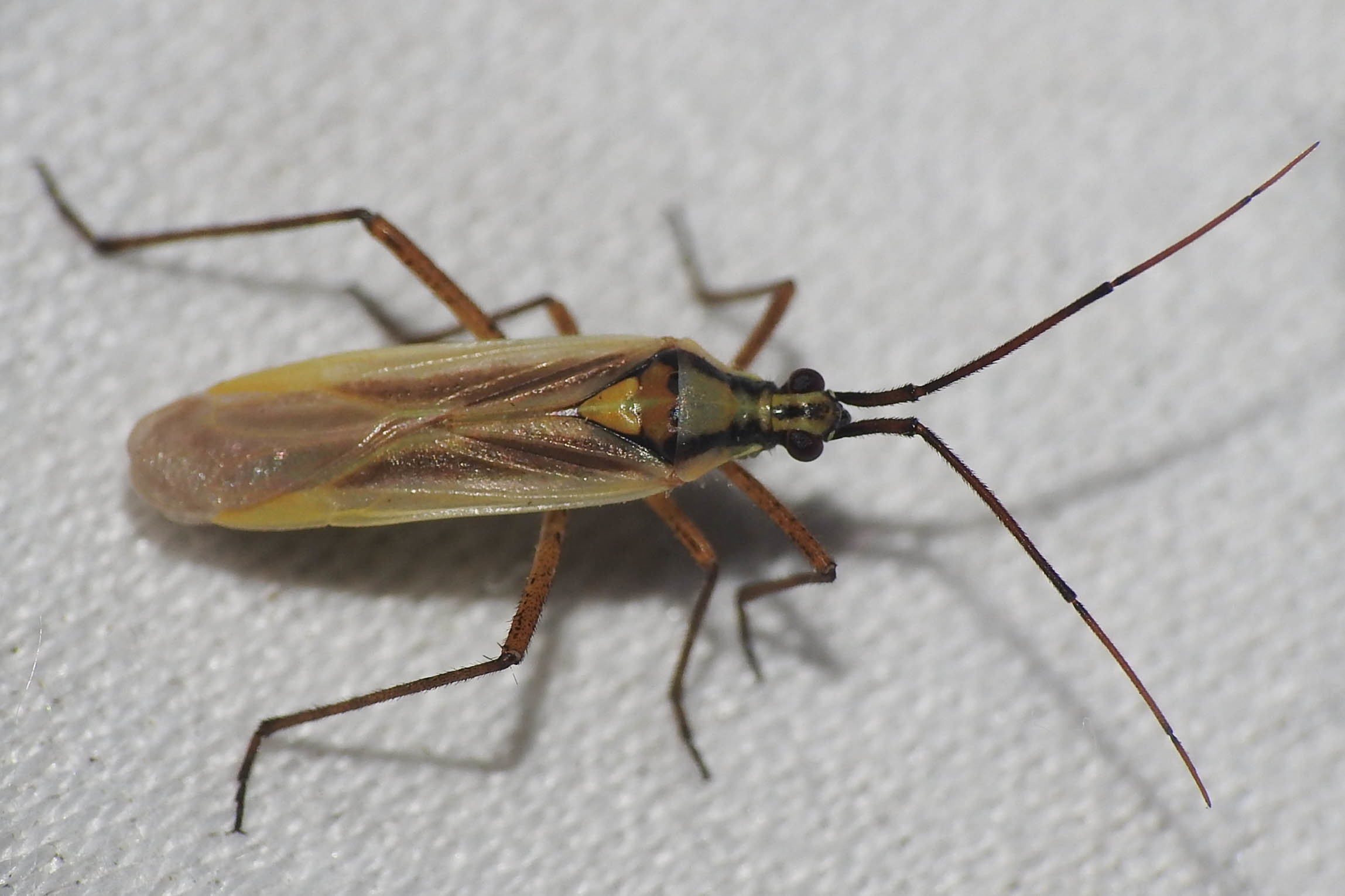 Leptopterna ferrugata - vastagcsápú mezeipoloska