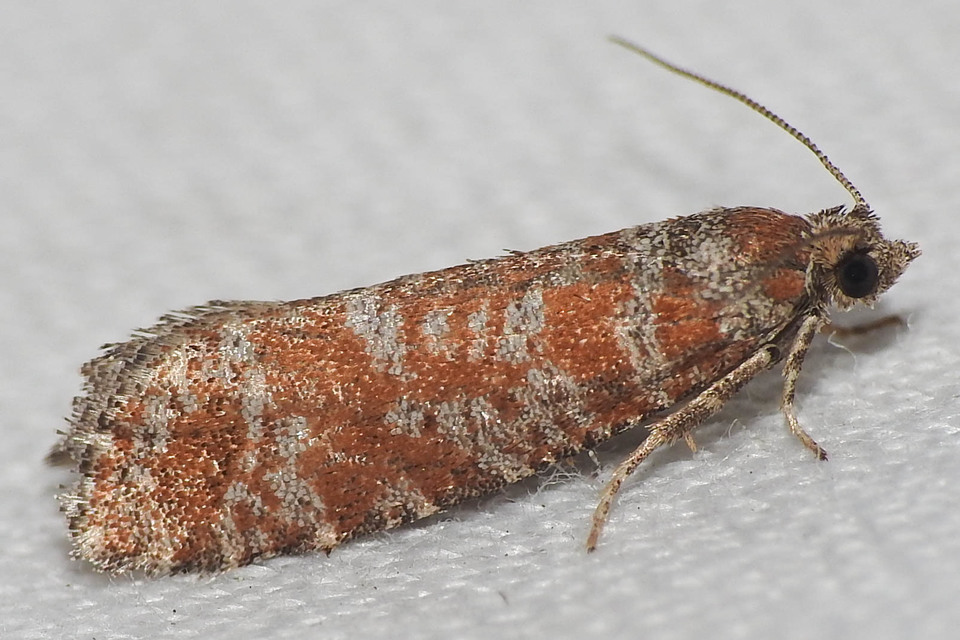 Rhyacionia pinivorana - tarka gyantamoly